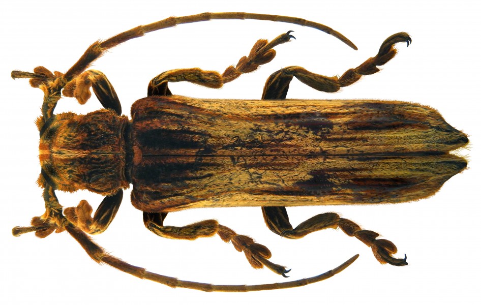 Xylorhiza adusta (Wiedemann, 1819) (5327379500)