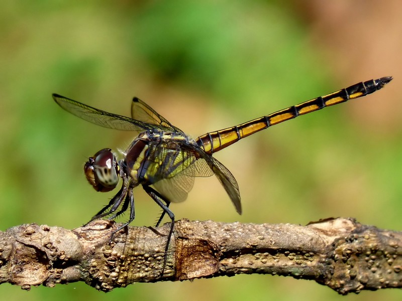 Yellow-tailed Ashy Skimmer Potamarcha congener juvenile male by kadavoor