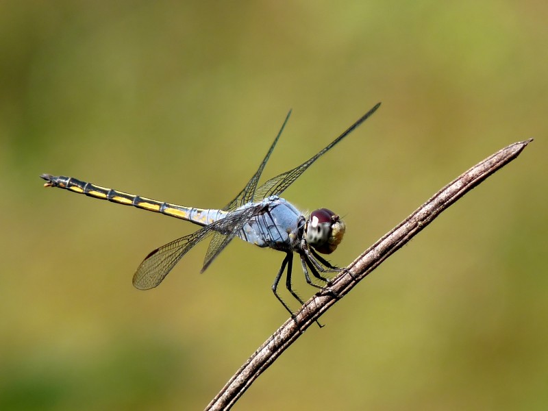 Yellow-tailed Ashy Skimmer Potamarcha congener Male by kadavoor