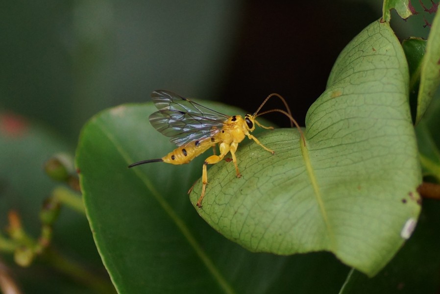 Yellow Ichneumon Wasp