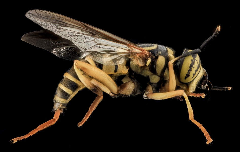 Yellow Jacket Mimic Fly, U, Side, MD, Cecil County 2013-07-31-20.47.52 ZS PMax (9420340329)