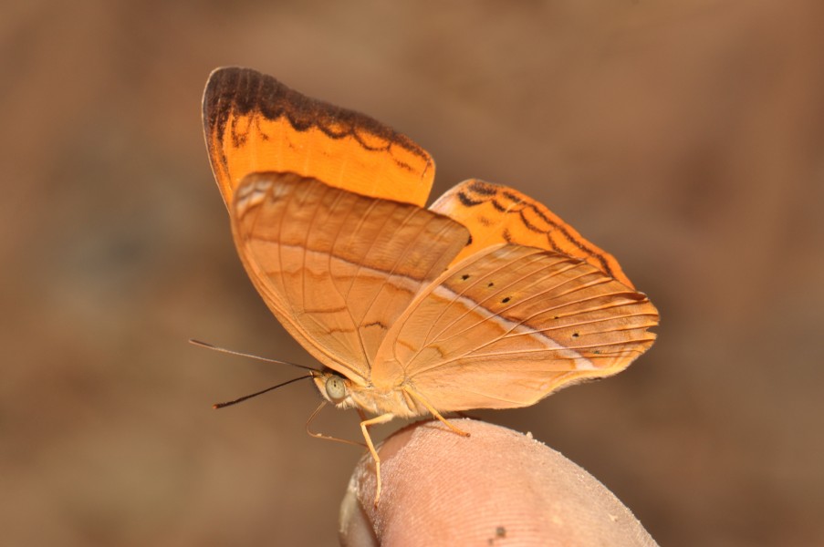 Yeoman (Cirrochroa sp.) (16634540766)