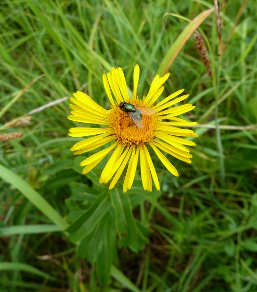 Zahrady pod Hájem 8 - Lucilia on Inula