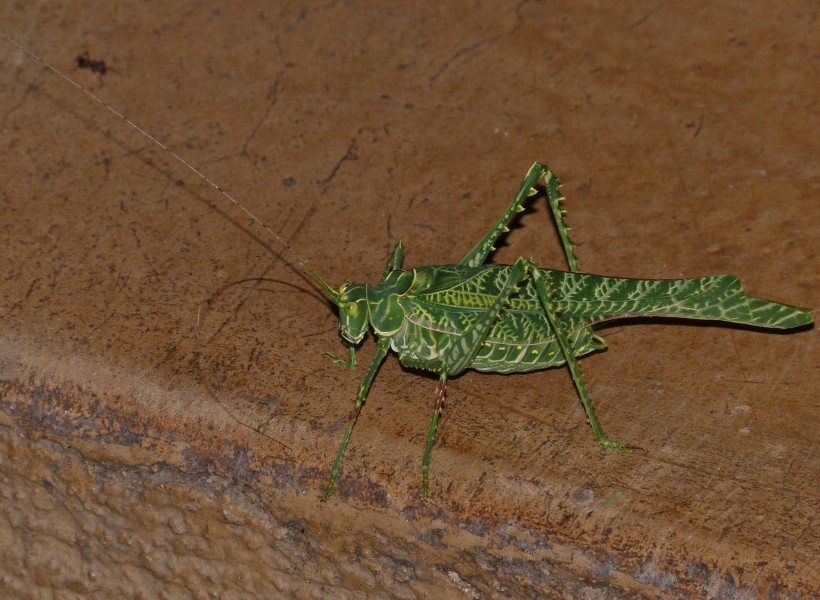 Zebra Katydid (Terpnistria zebrata) male (13697822364)