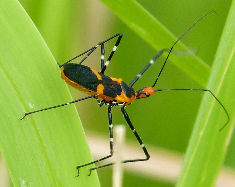 Zelus longipes. Milkweed Assassin Bug. Reduviidae - Flickr - gailhampshire (1)
