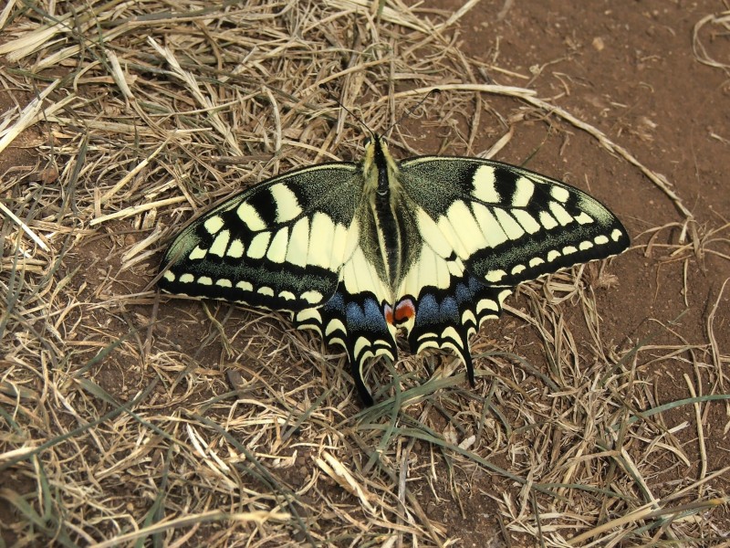 Zlatibor (PP15) - Leptir Lastin Repak (Papilio Machaon)