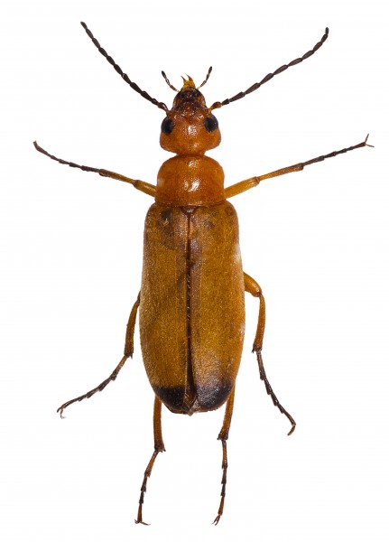 Zonitis (Zonitis) flava Mounted Specimen Dorsal