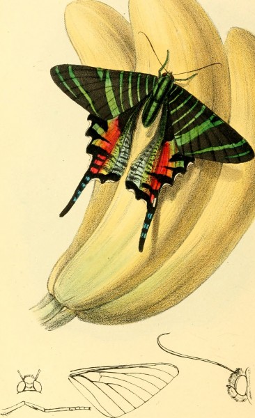 Zoological illustrations, or, Original figures and descriptions of new, rare, or interesting animals, selected chiefly from the classes of ornithology, entomology, and conchology, and arranged (14772335523)