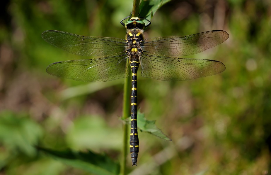 Zweigestreifte Quelljungfer (Cordulegaster boltonii), Kolvenderbach, Ostbelgien (31818942980)