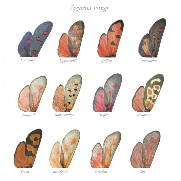 Zygaena 8 wings