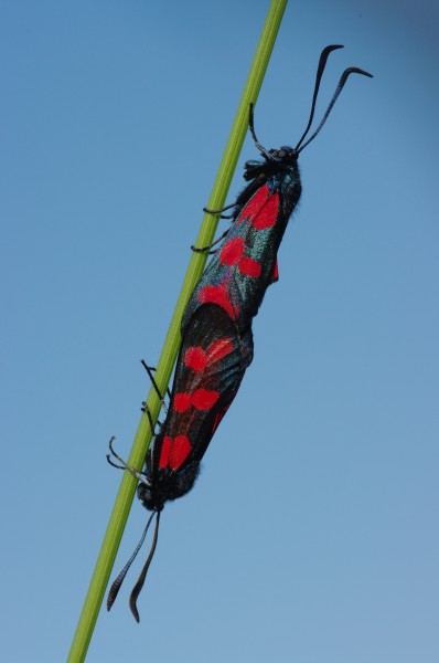 Zygaena filipendulae couple 01