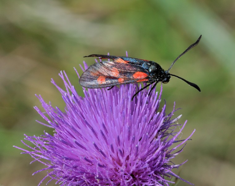 Zygaena filipendulae qtl2