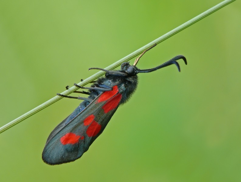 Zygaena lonicerae