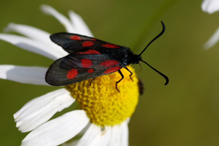 Zygaena lonicerae Aasa-verikireslane estonia 01