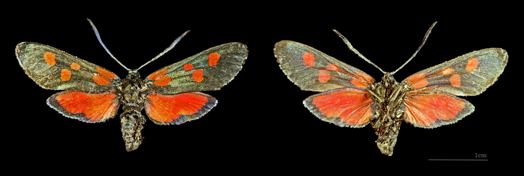 Zygaena lonicerae MHNT CUT 2011 0 437 Mont-Louis