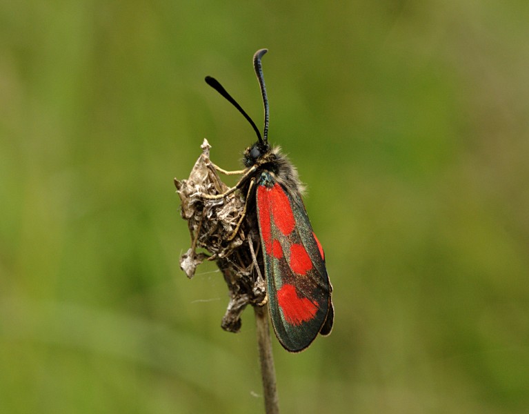 Zygaena loti podgorje 2012 01