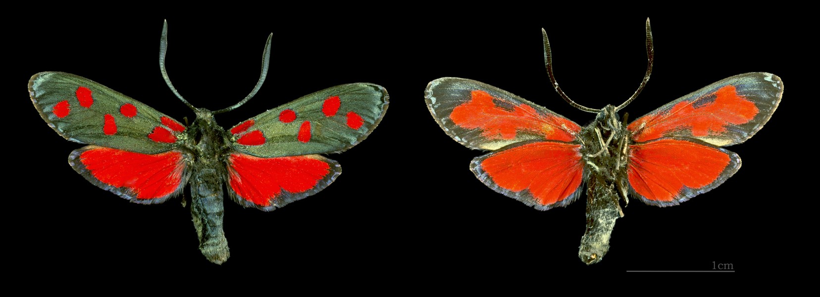 Zygaena transalpina MHNT CUT 2011 0 437 Huez