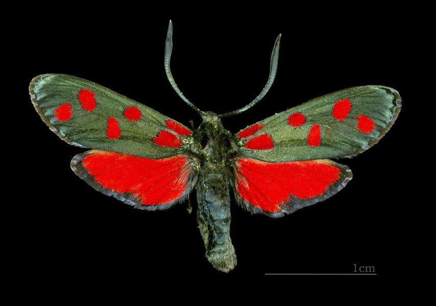 Zygaena transalpina MHNT CUT 2011 0 437 Huez dos