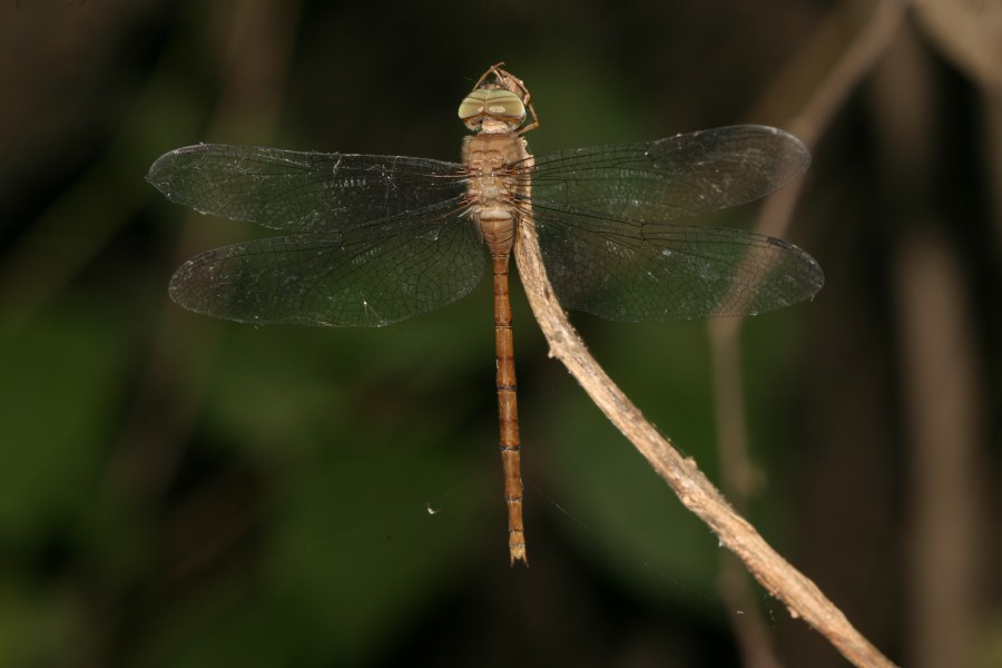 Zyxomma petiolatum by David Raju