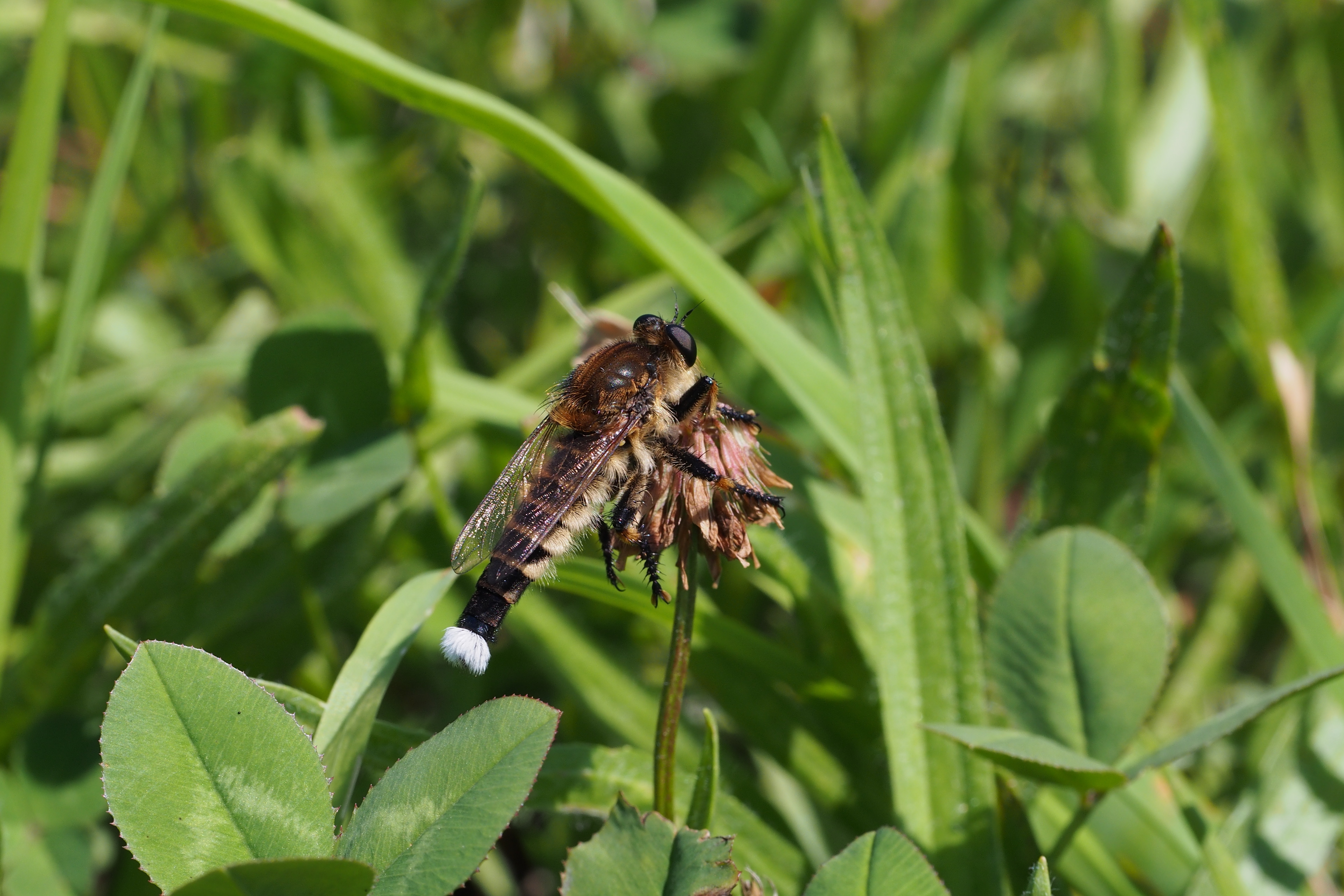 Promachus yesonicus (15884206575)