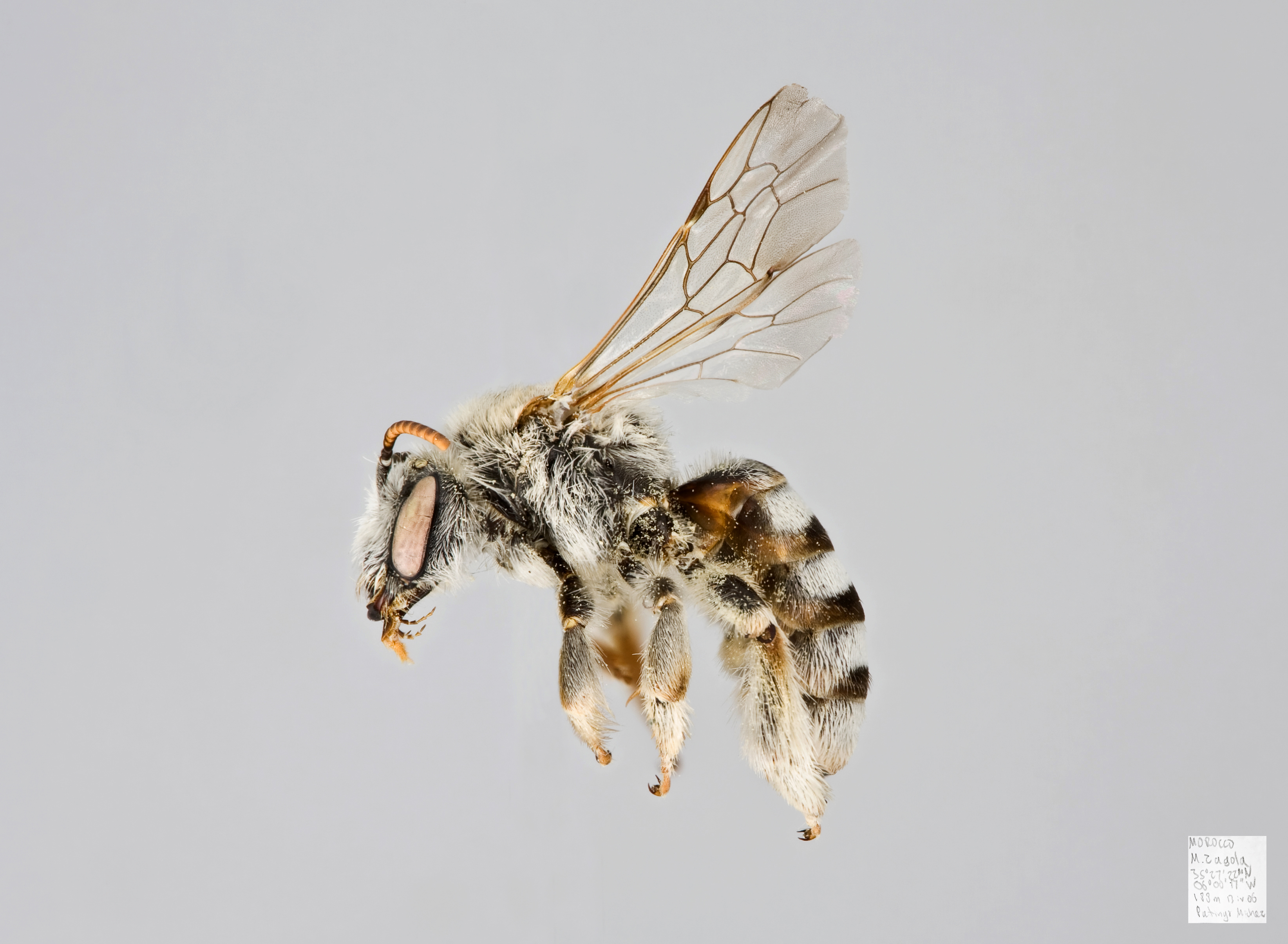Promelitta sp Female