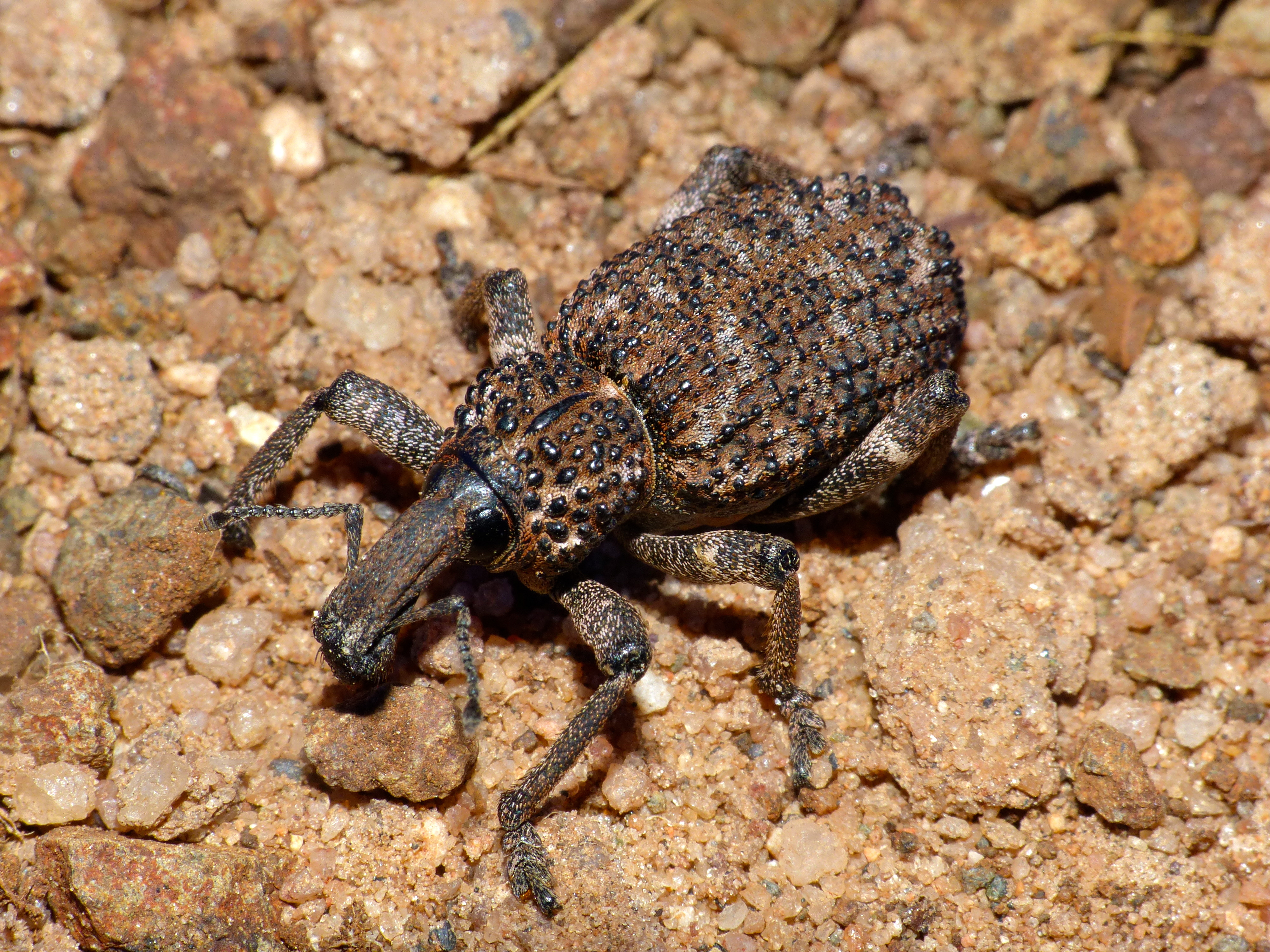 Prong-tailed Weevil (Bronchus furvus) (13625810204)