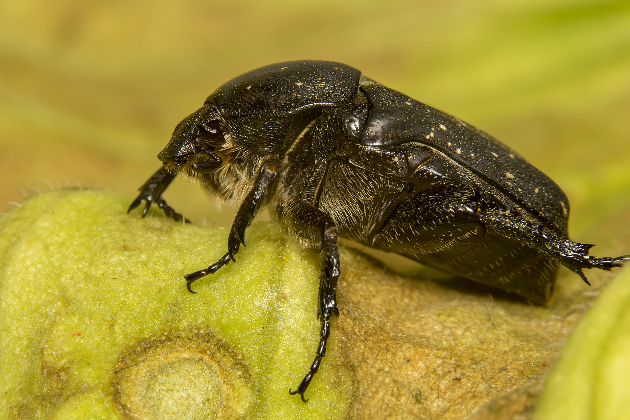 Protaetia morio (IMG 6766)