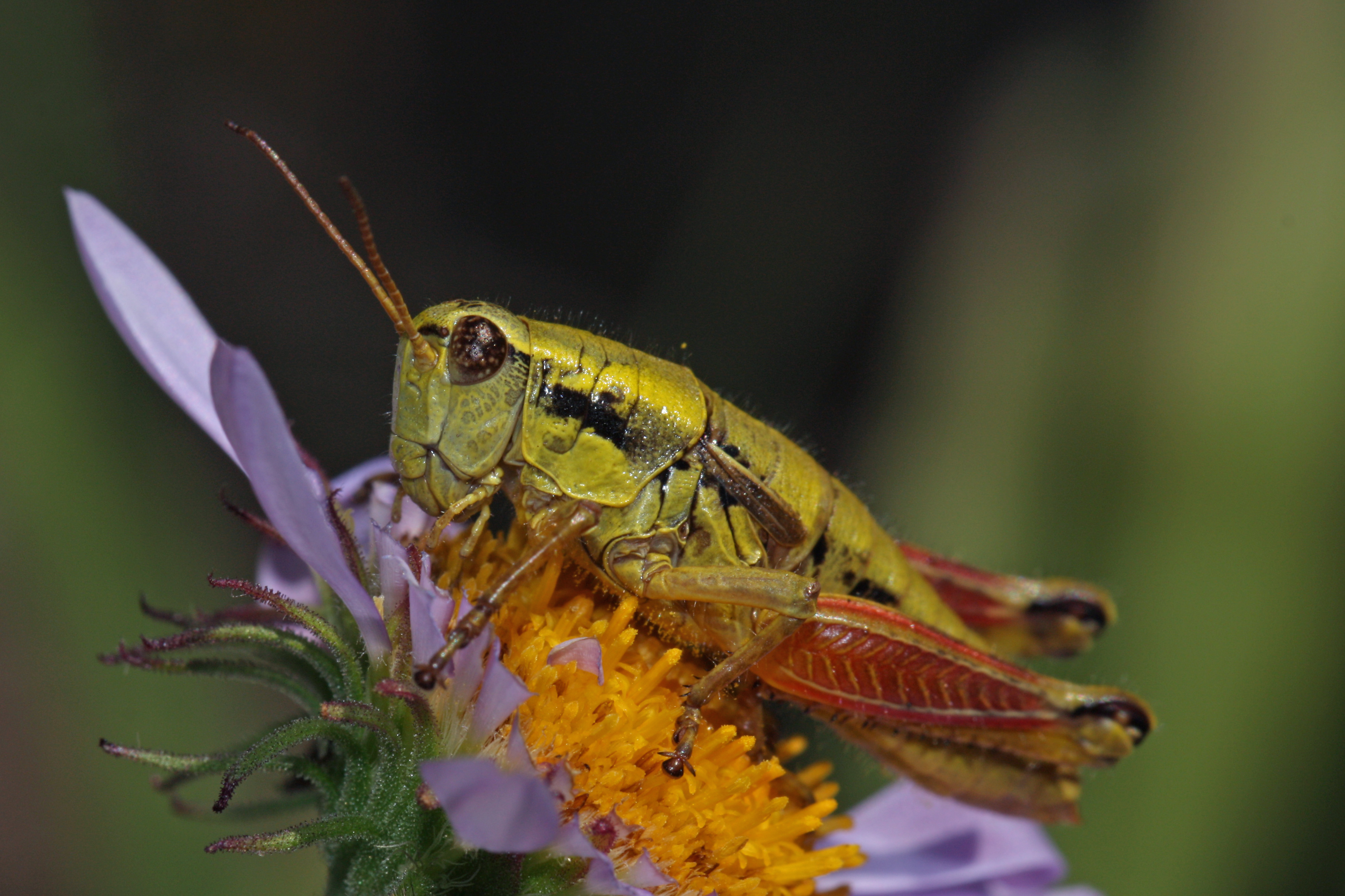 Prumnacris rainierensis 3341