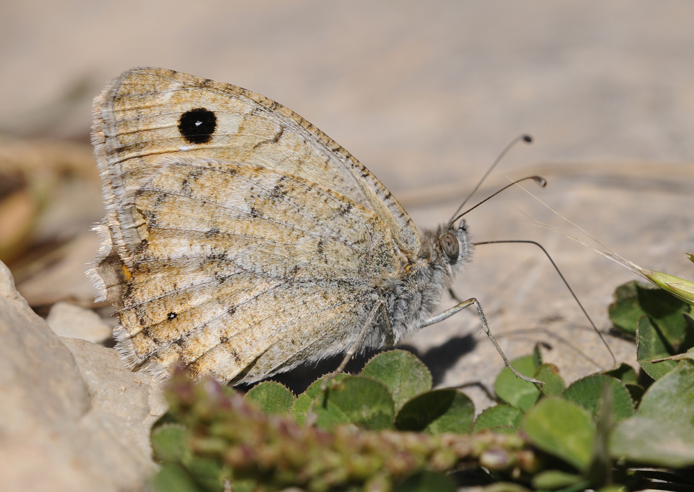 Pseudochazara beroe 02