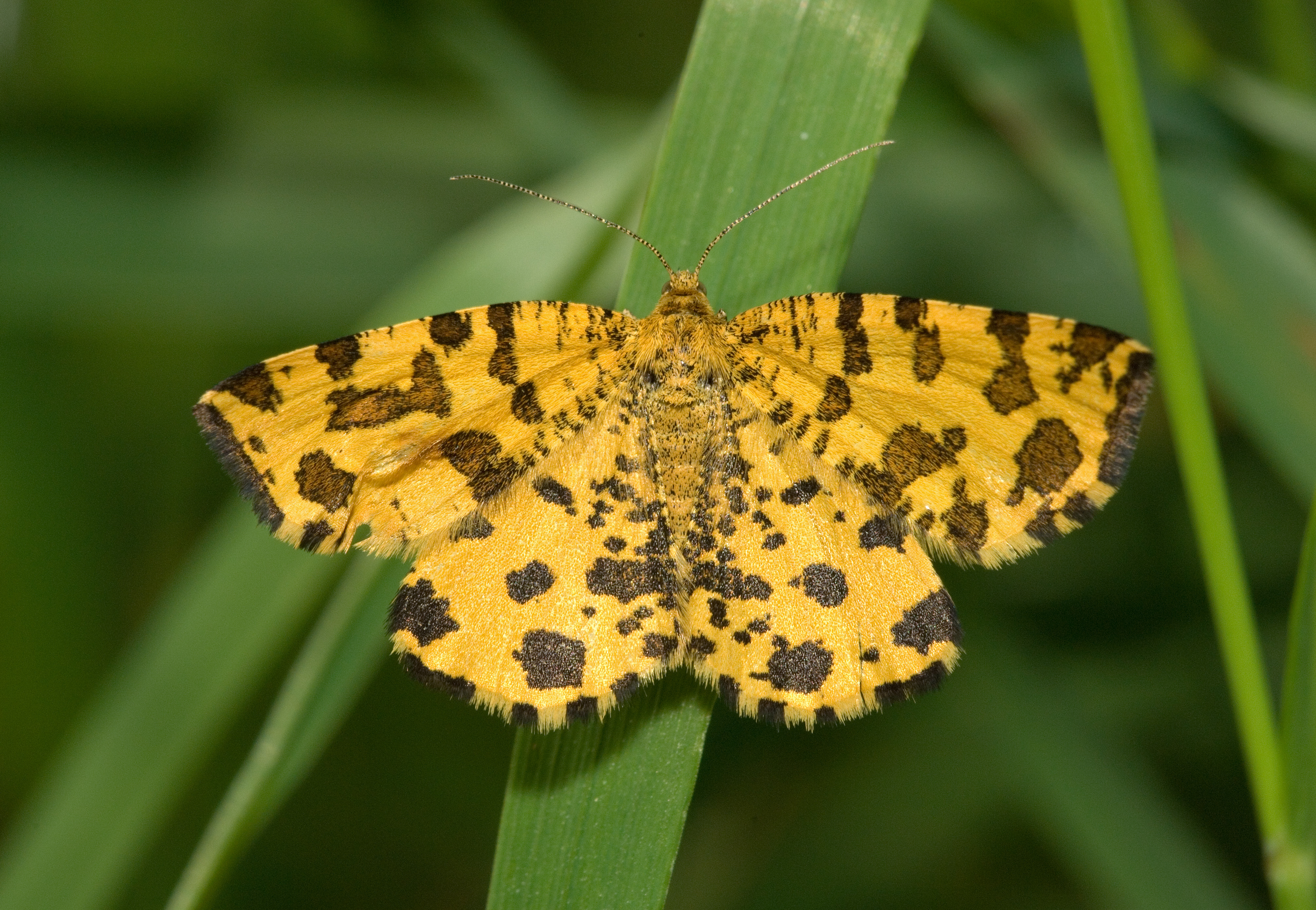 Pseudopanthera macularia kermeter01