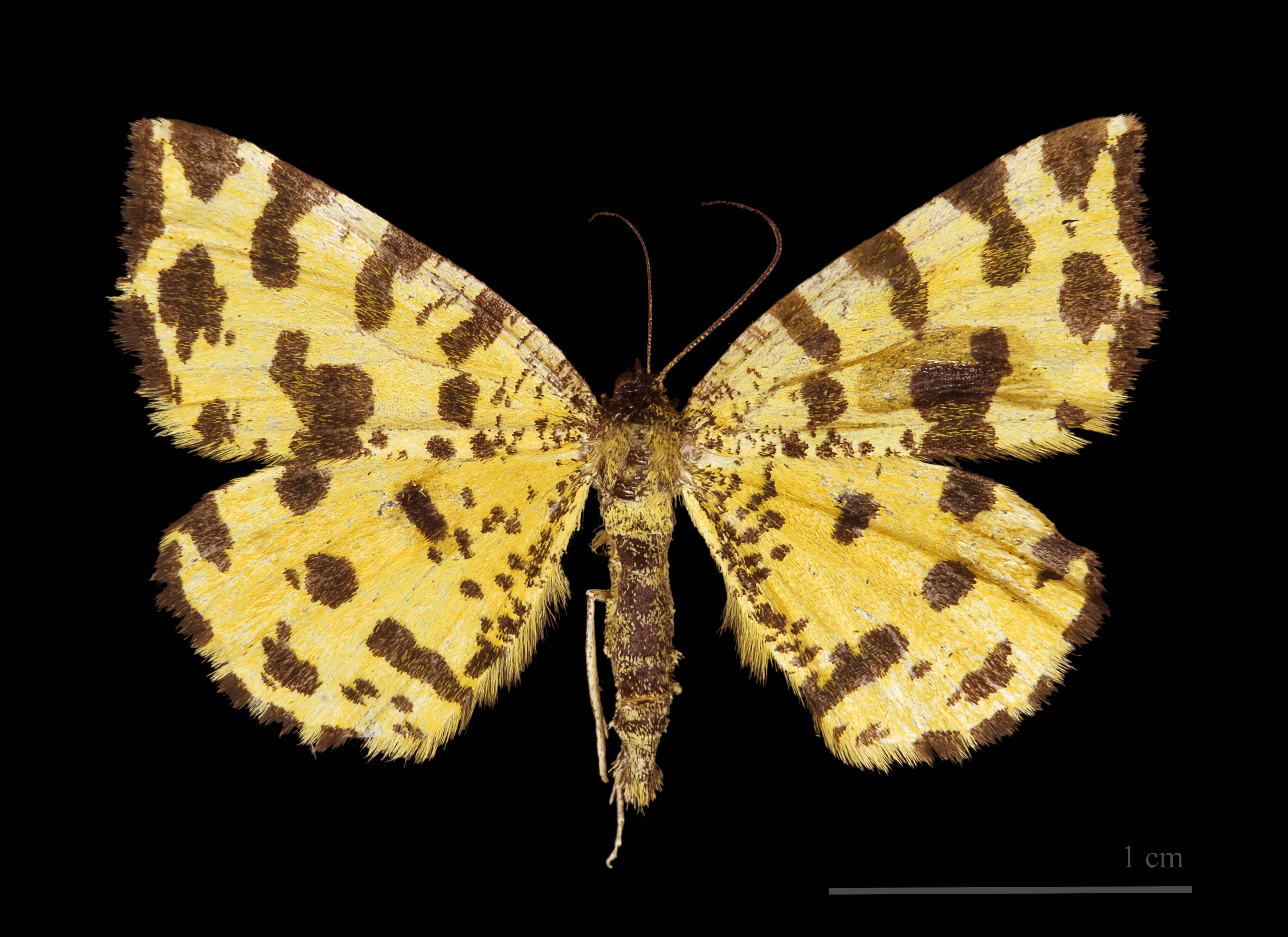 Pseudopanthera macularia MHNT dos