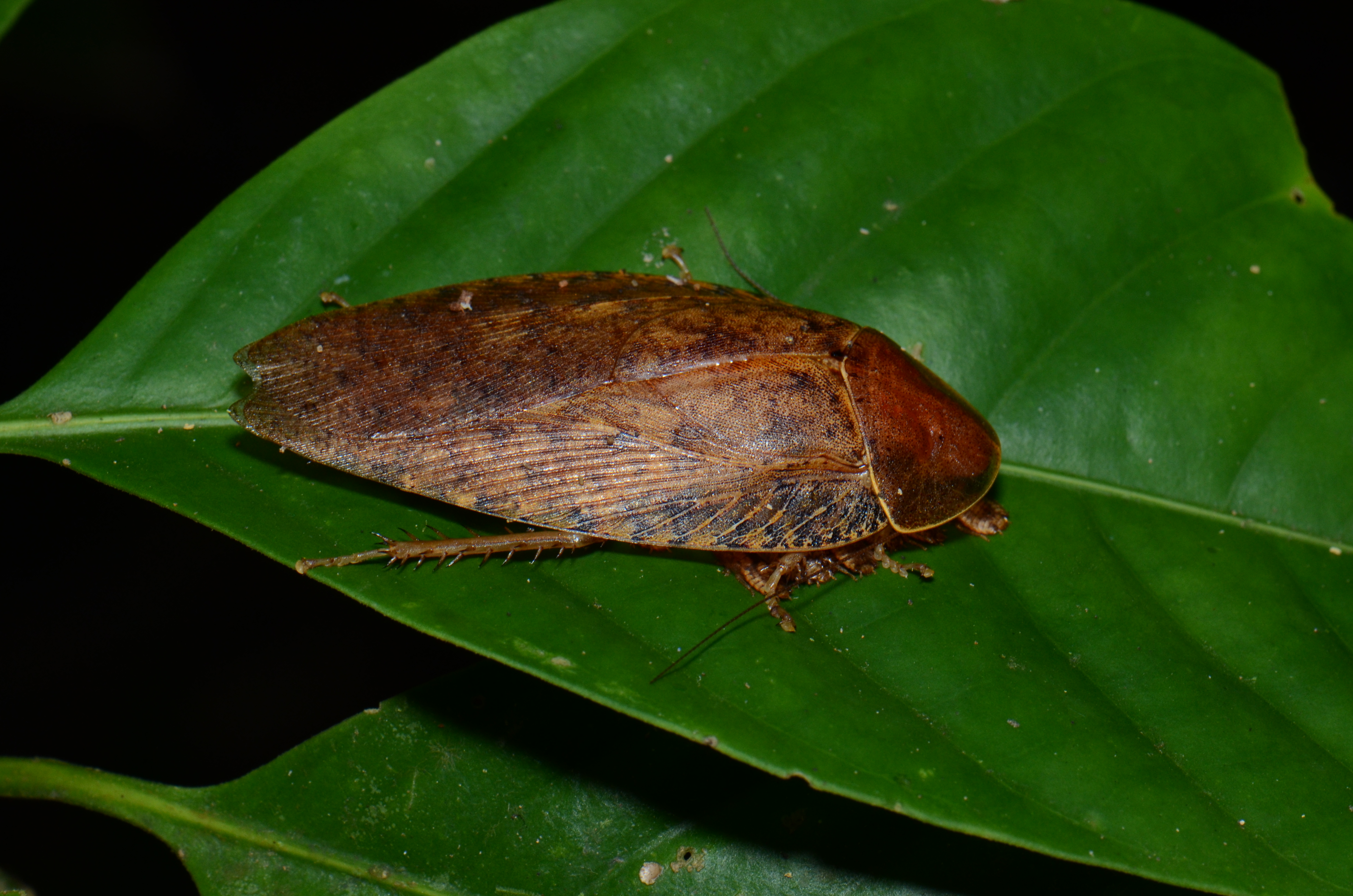 Pseudophoraspis sp. (21603556586)