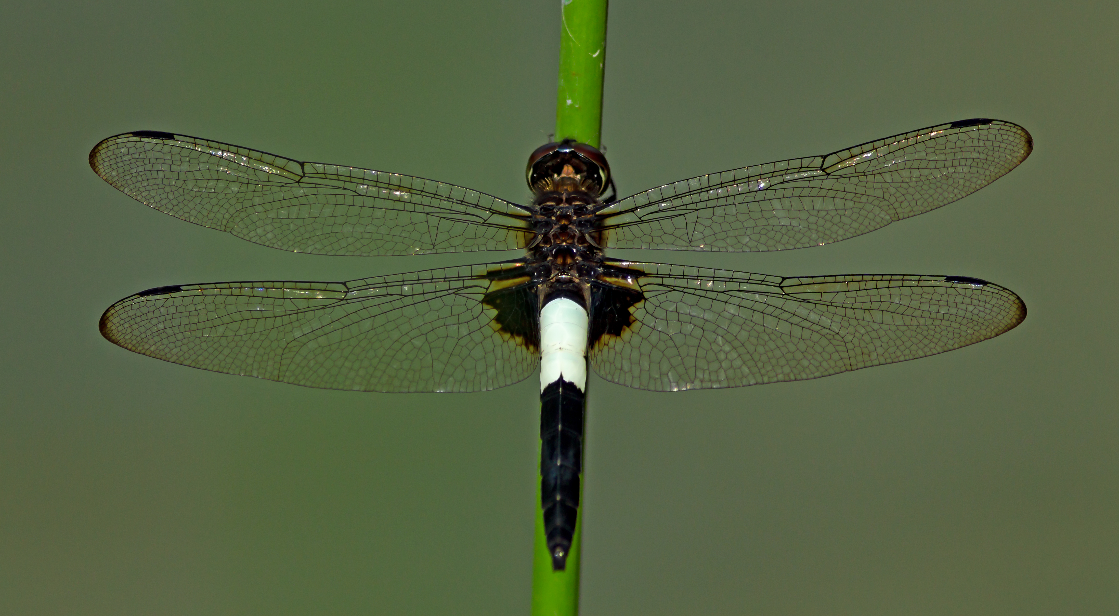 Pseudothemis zonata, Keitakuen, Osaka