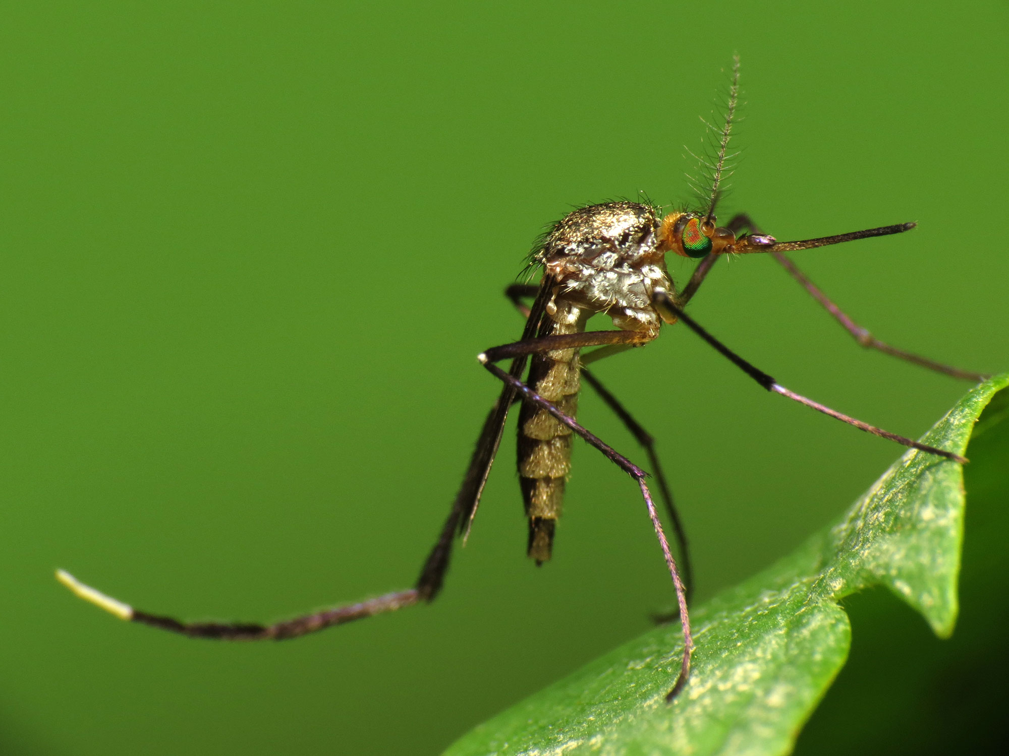 Psorophora ferox