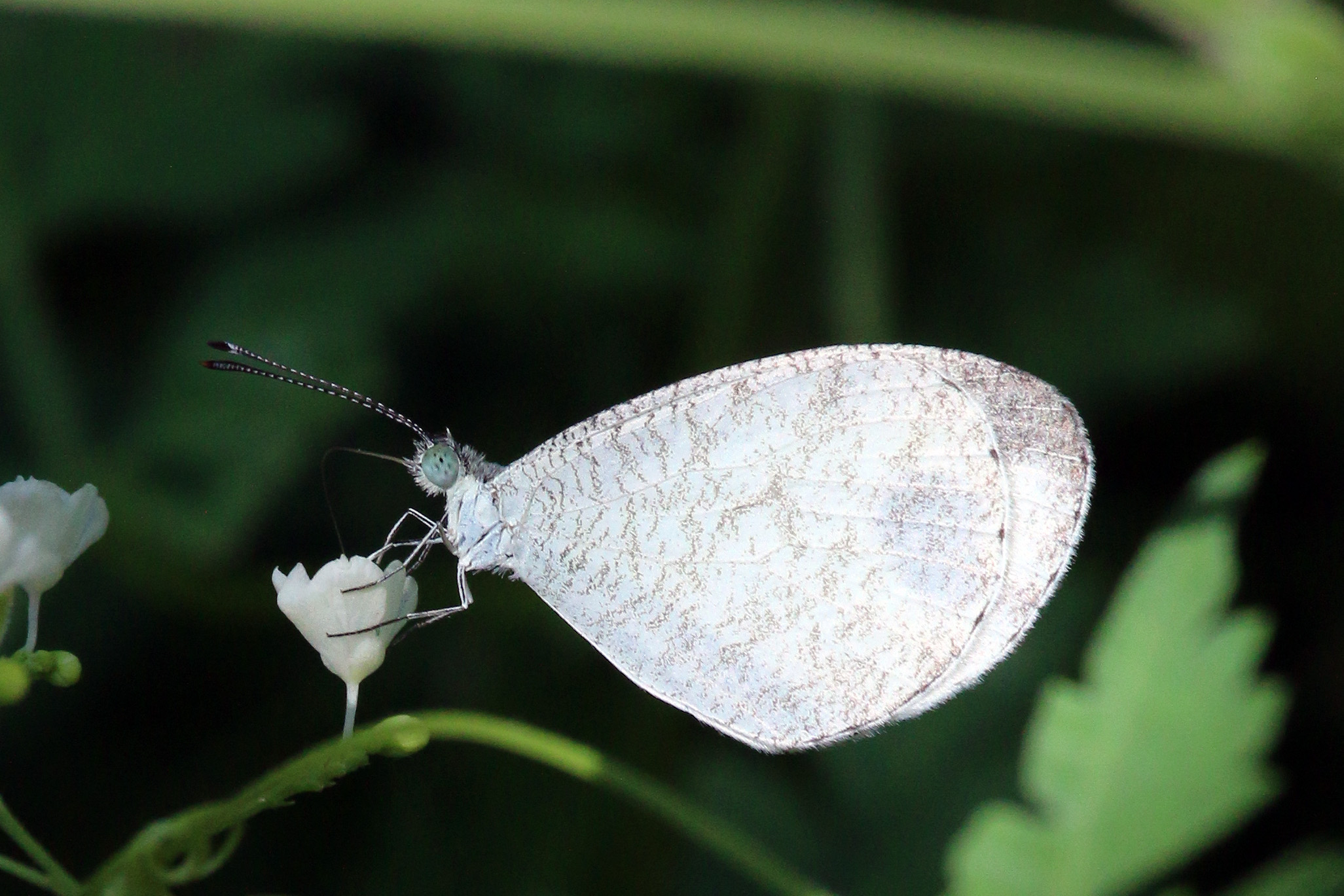 Psyche (Leptosia nina fumigata) I