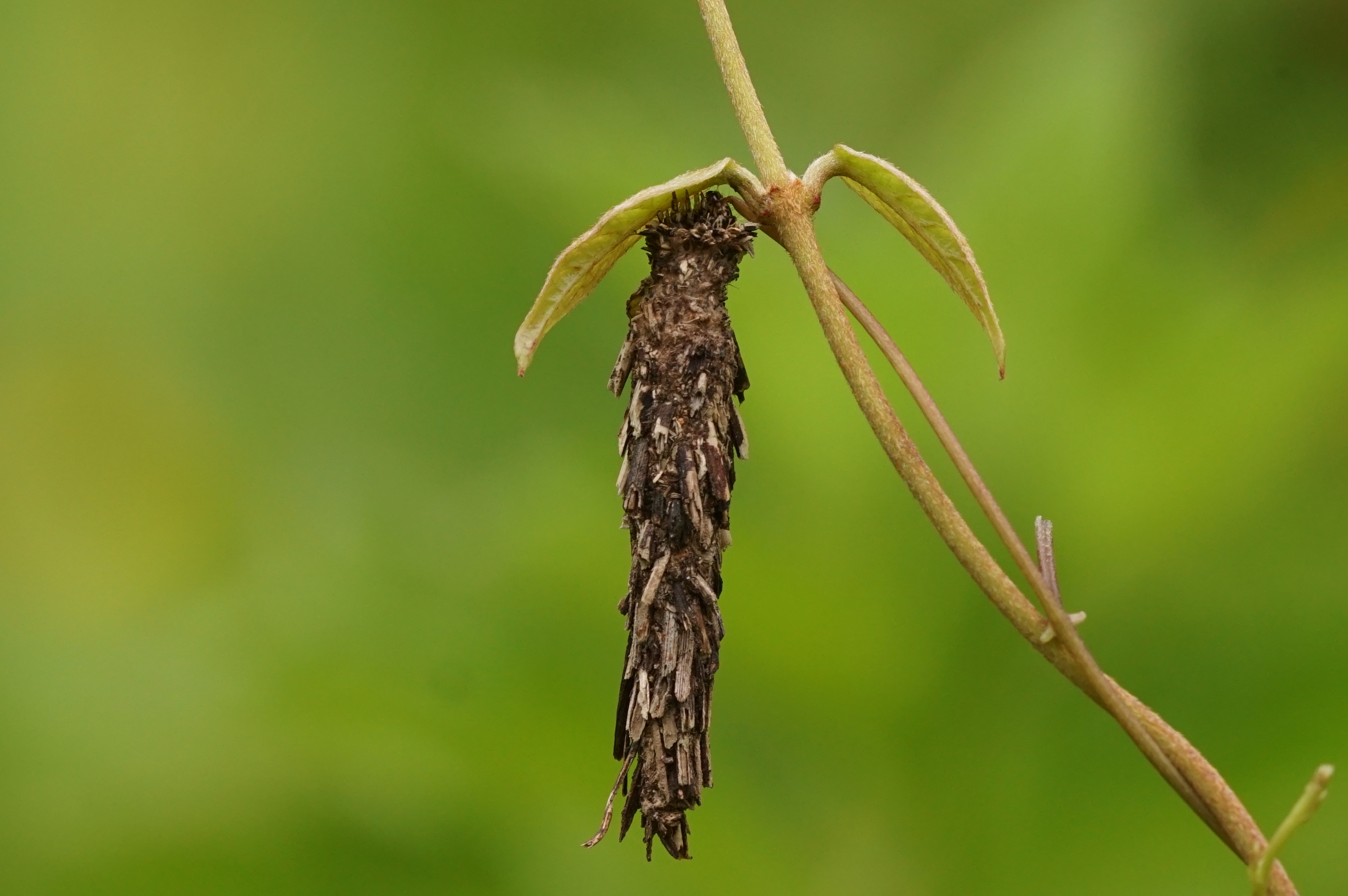 Psychidae 05820