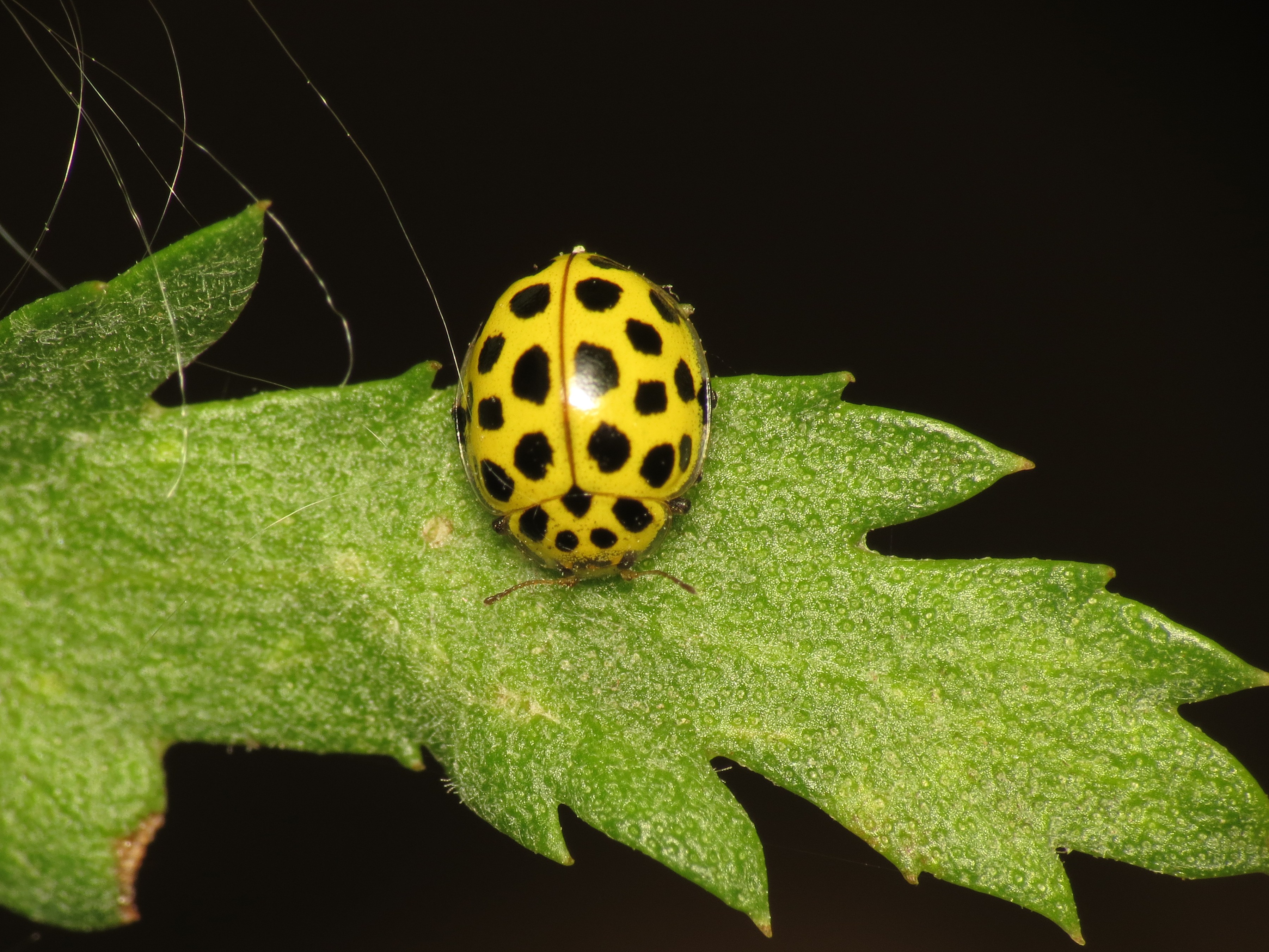 Psyllobora vigintiduopunctata (9552083213)