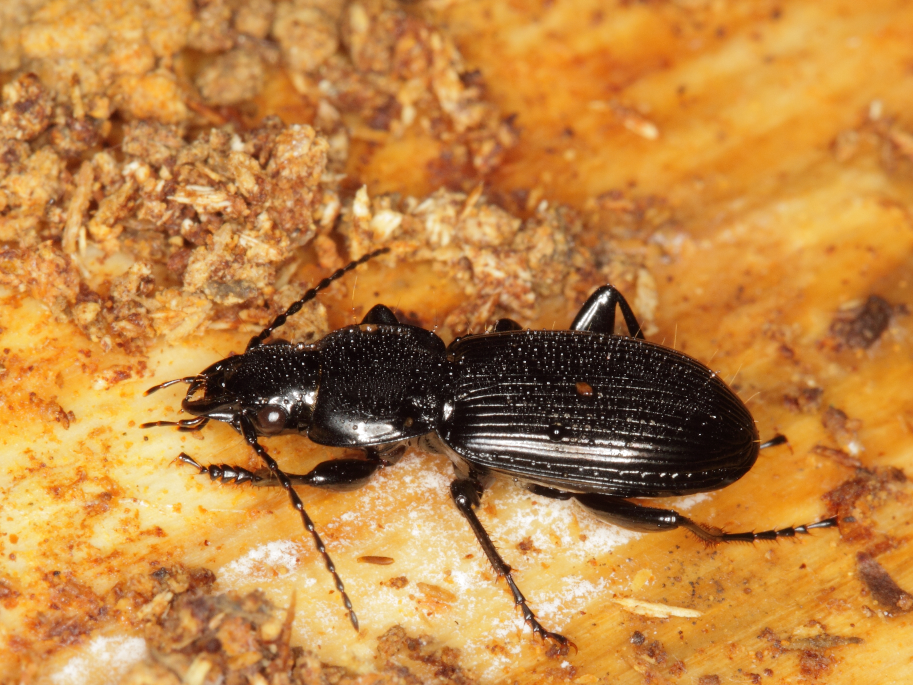 Pterostichus aethiops (Carabidae) (7330312176)