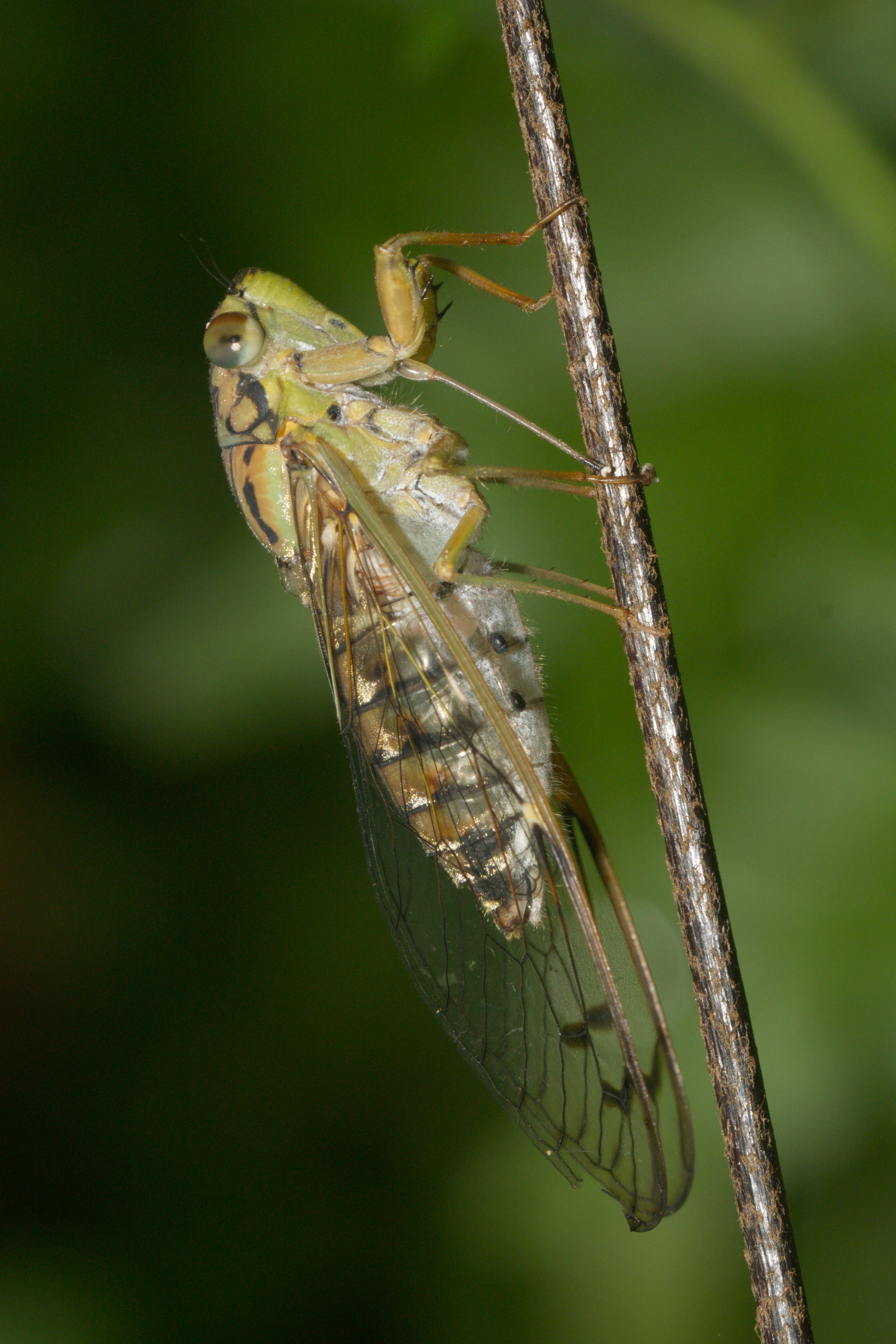 Purana-Kadavoor-2016-06-23-002