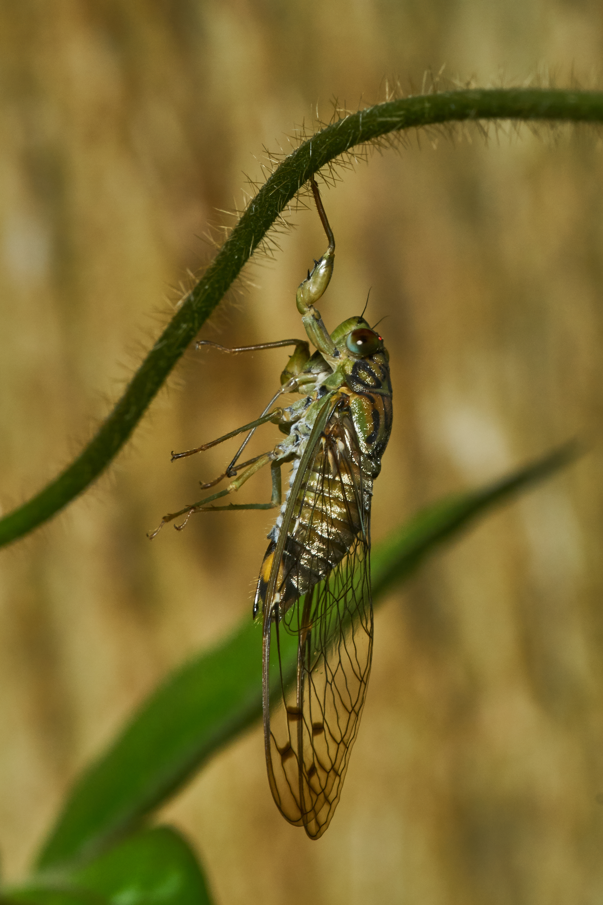 Purana-Kadavoor-2017-06-02-001