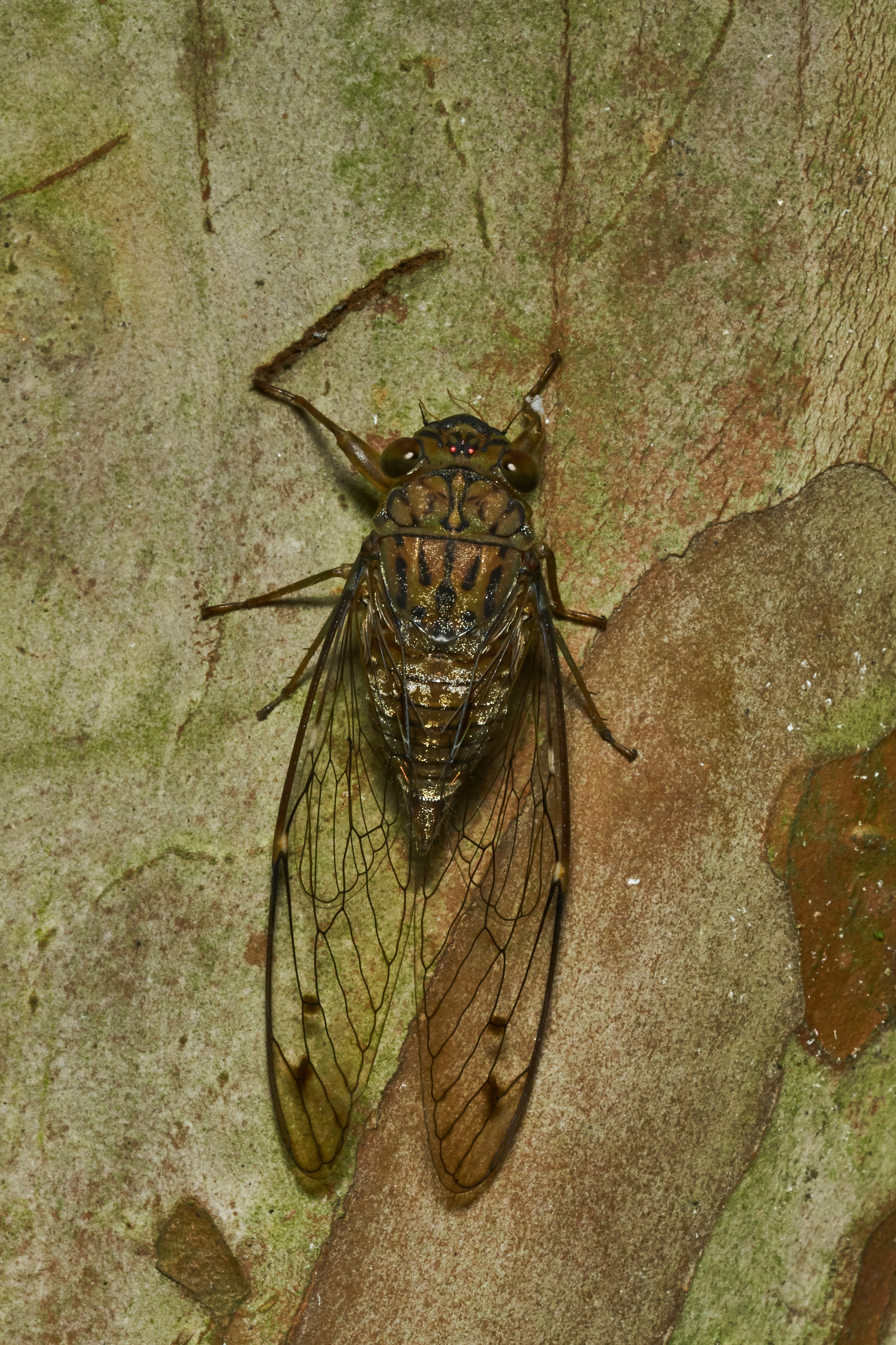 Purana-Kadavoor-2017-06-03-001