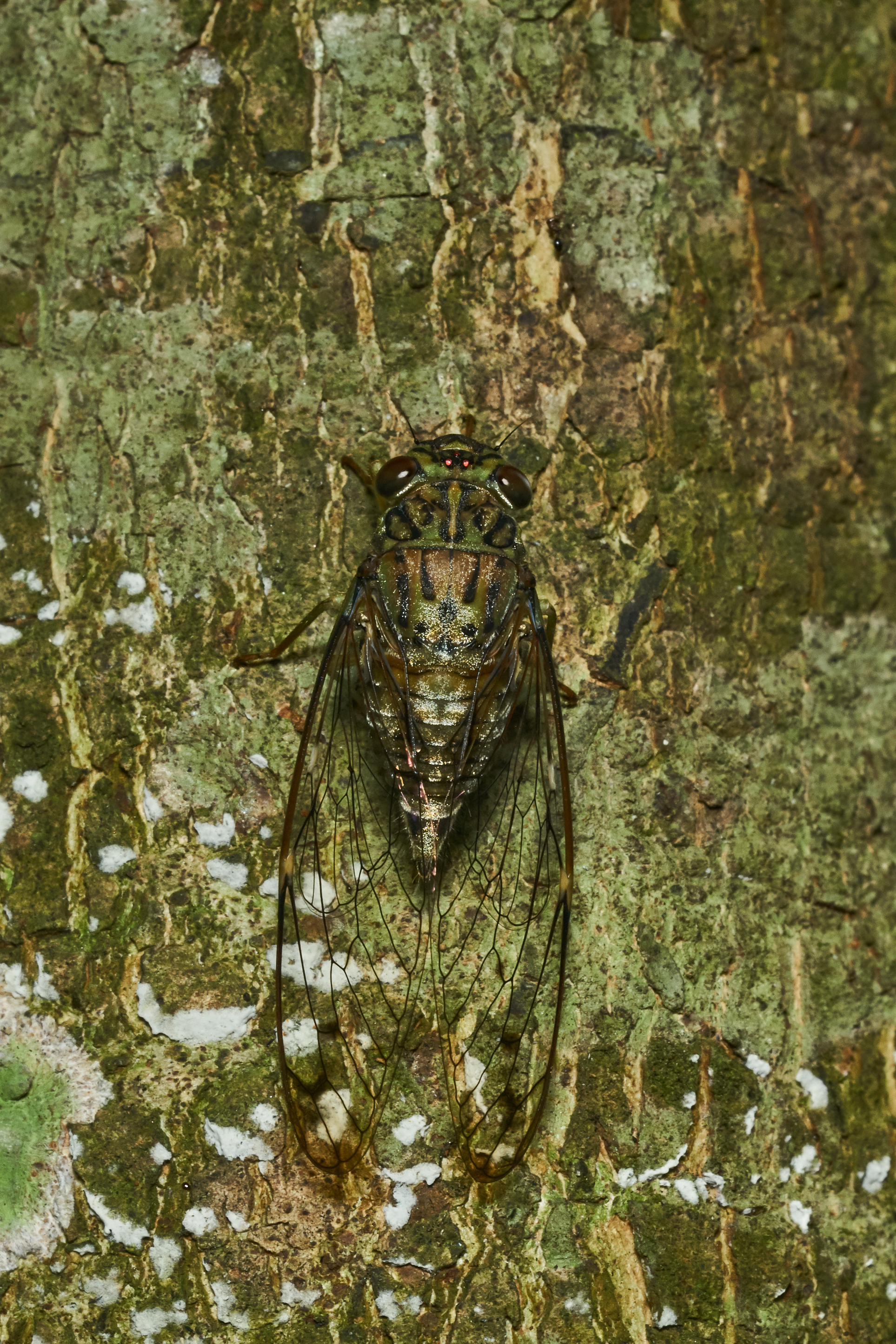 Purana-Kadavoor-2017-06-03-003