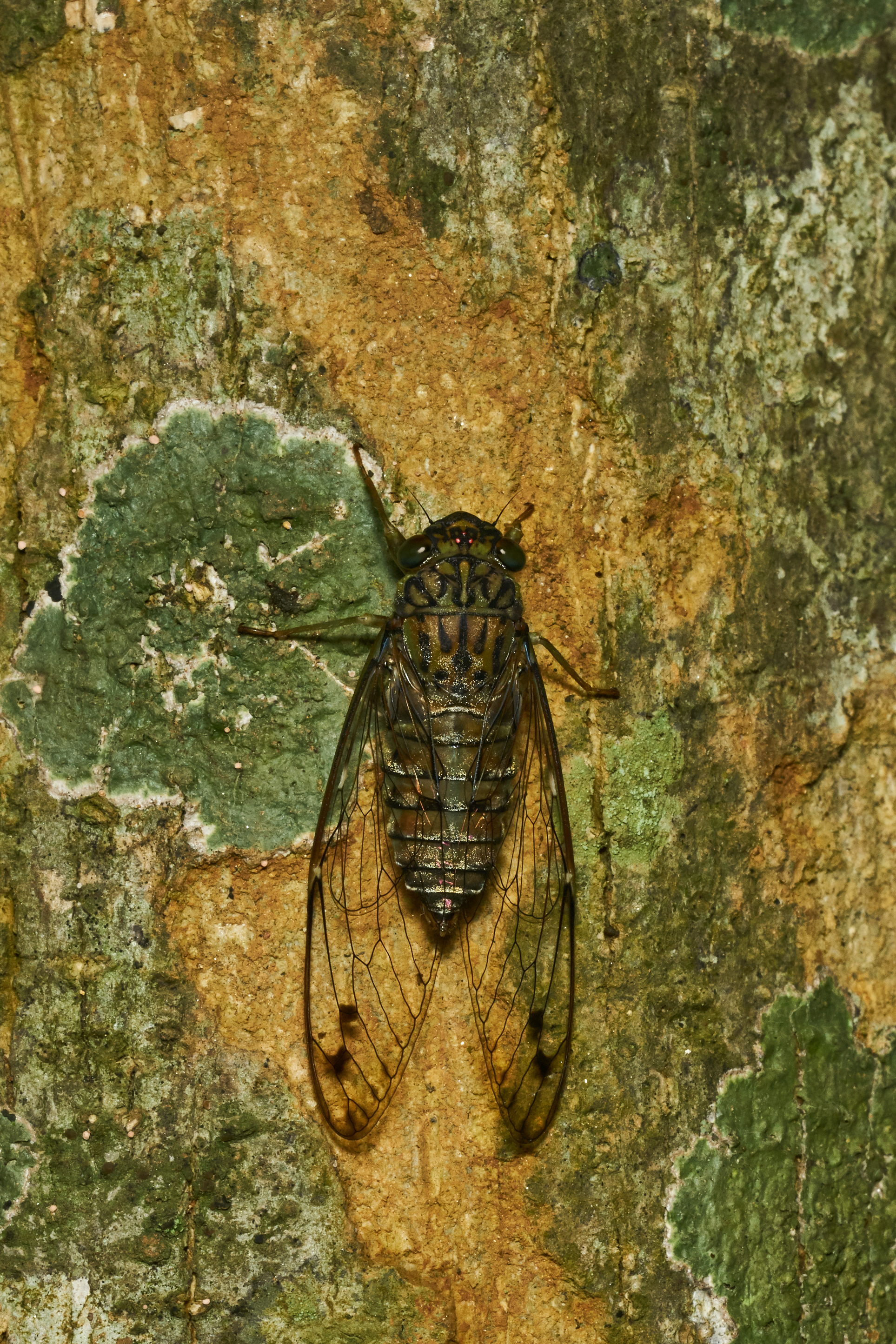 Purana-Kadavoor-2017-06-03-005