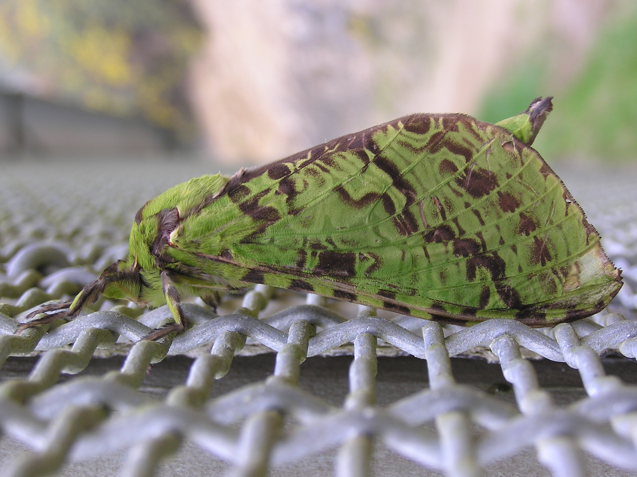 Puriri moth-02