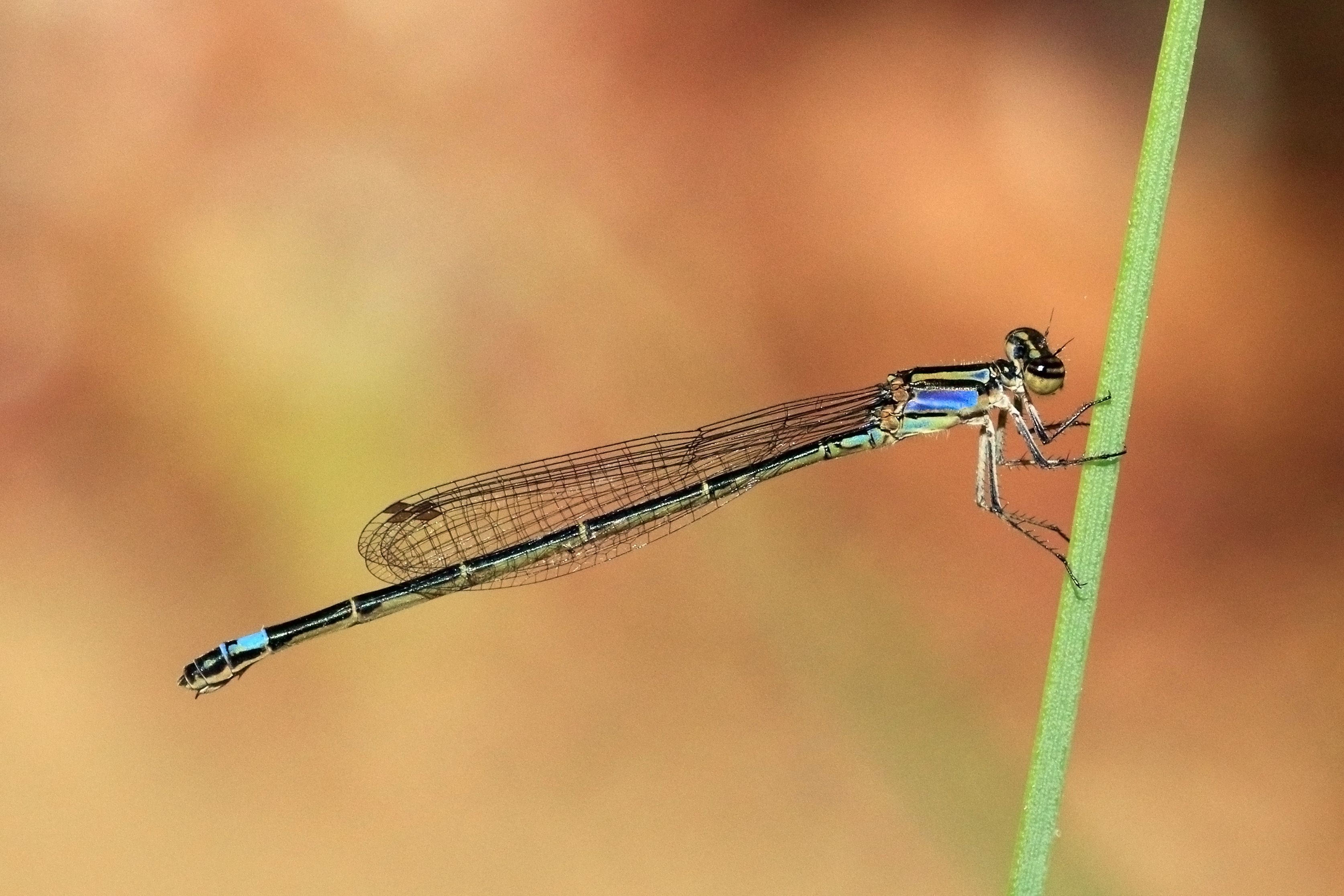 Purple bluet (Enallagma cardenium) female