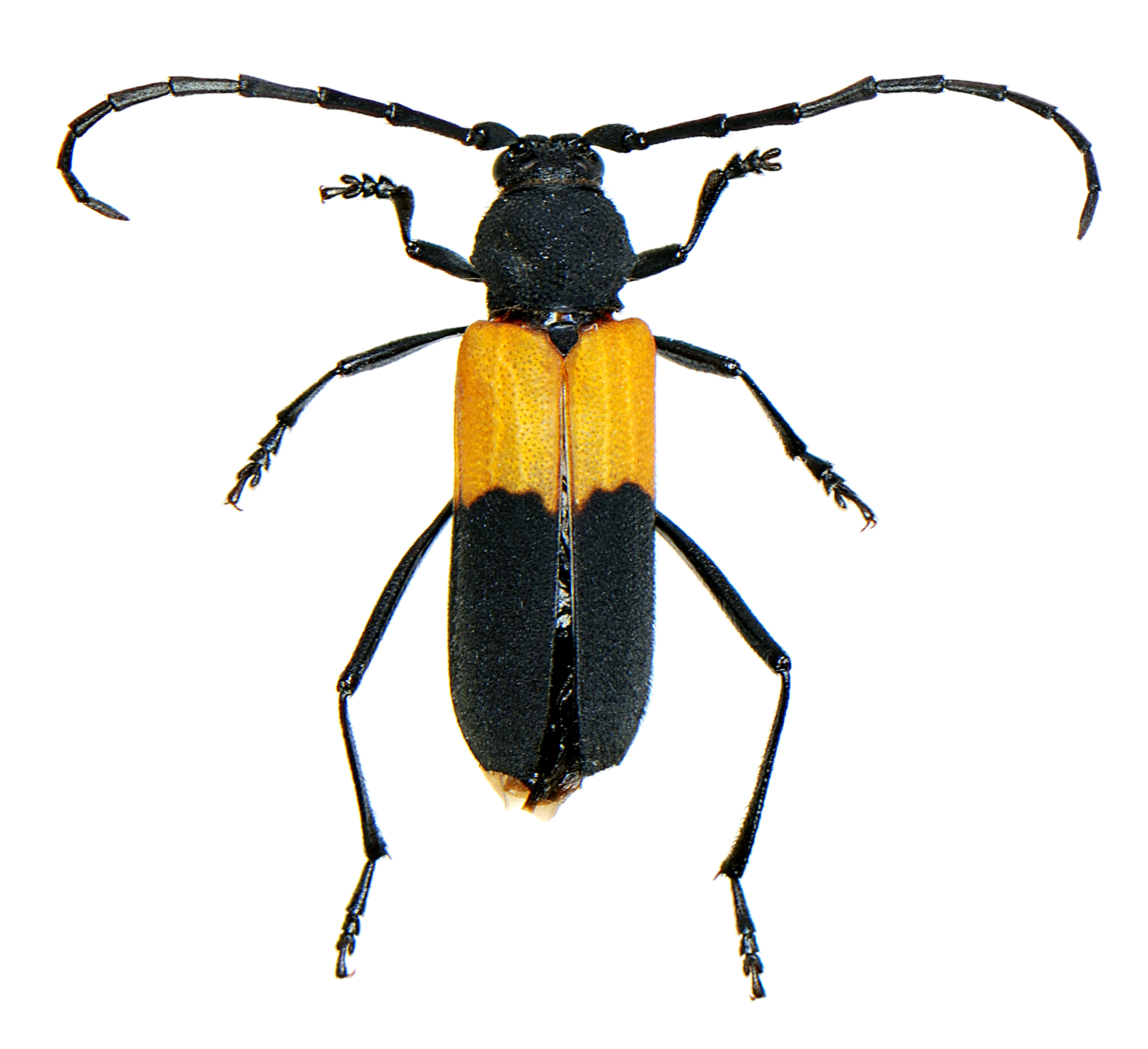 Purpuricenus axillaris Haldeman