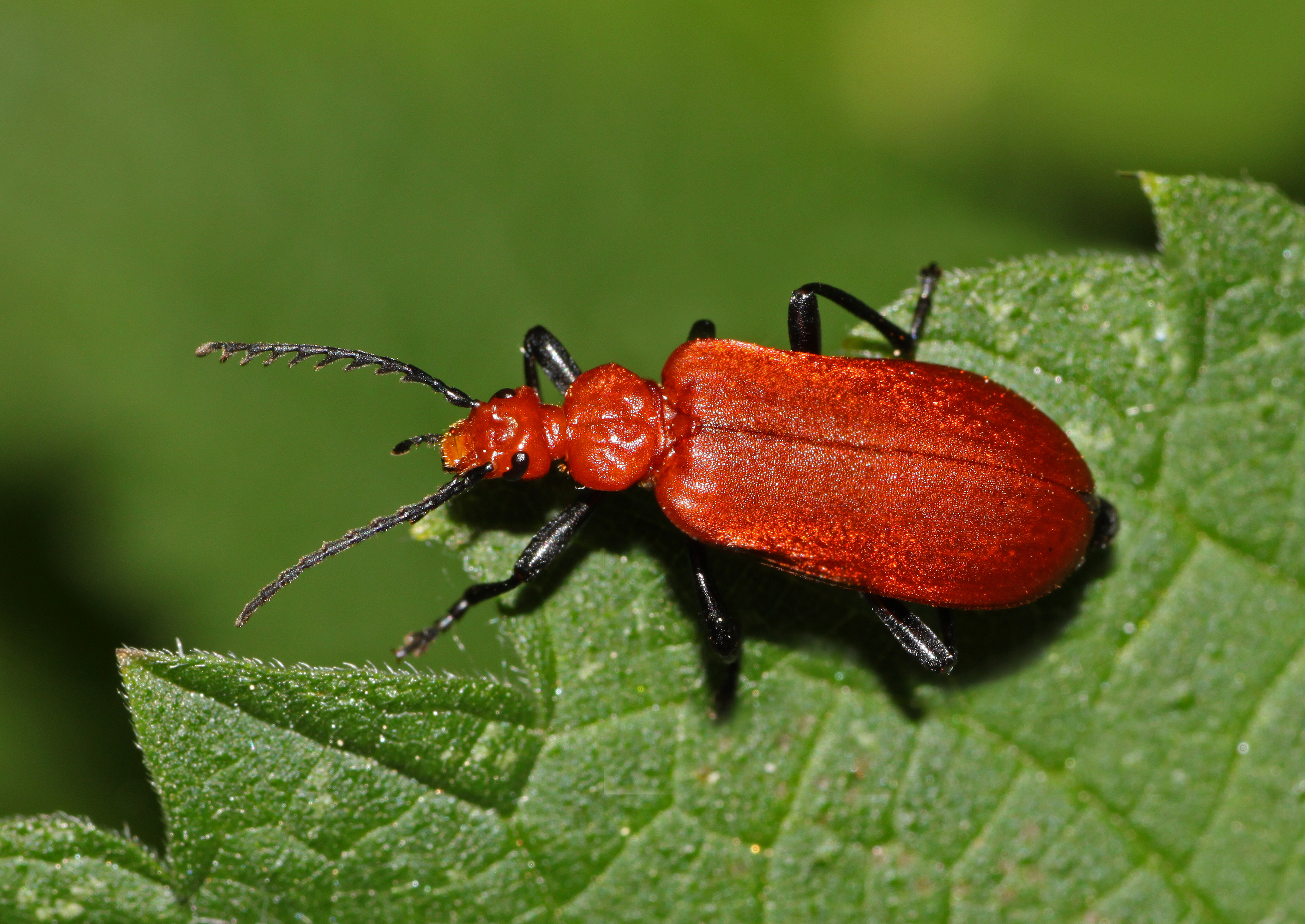 Pyrochroa-serraticornis-feuerkäfer
