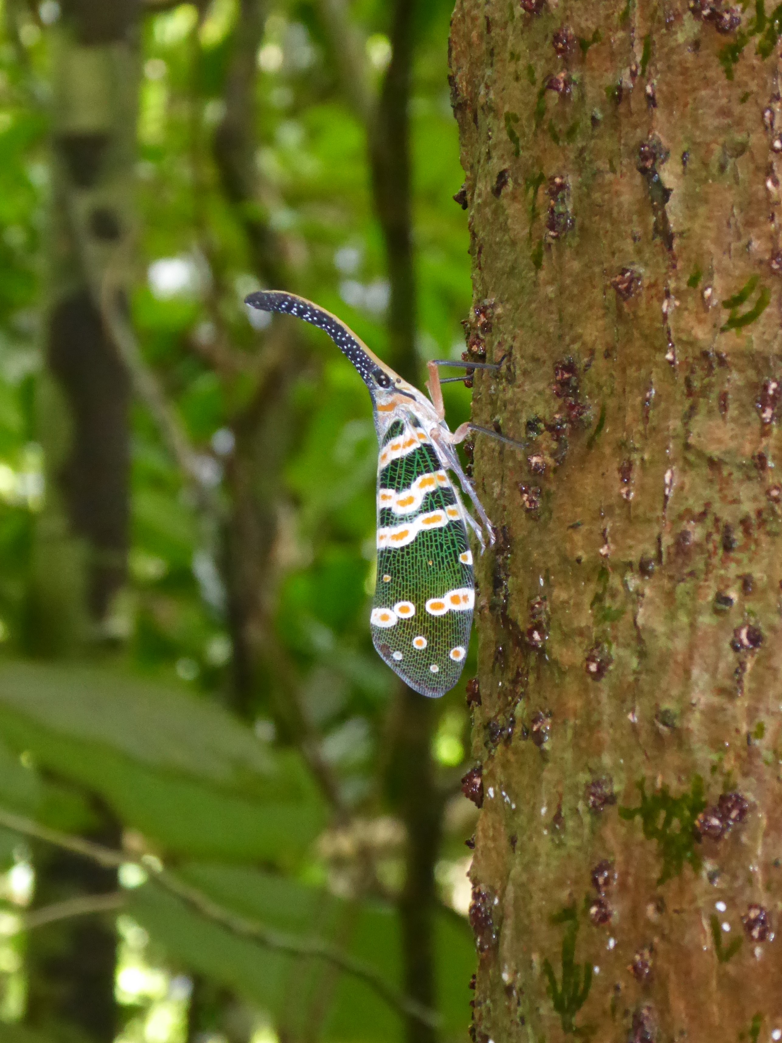 Pyrops spinolae