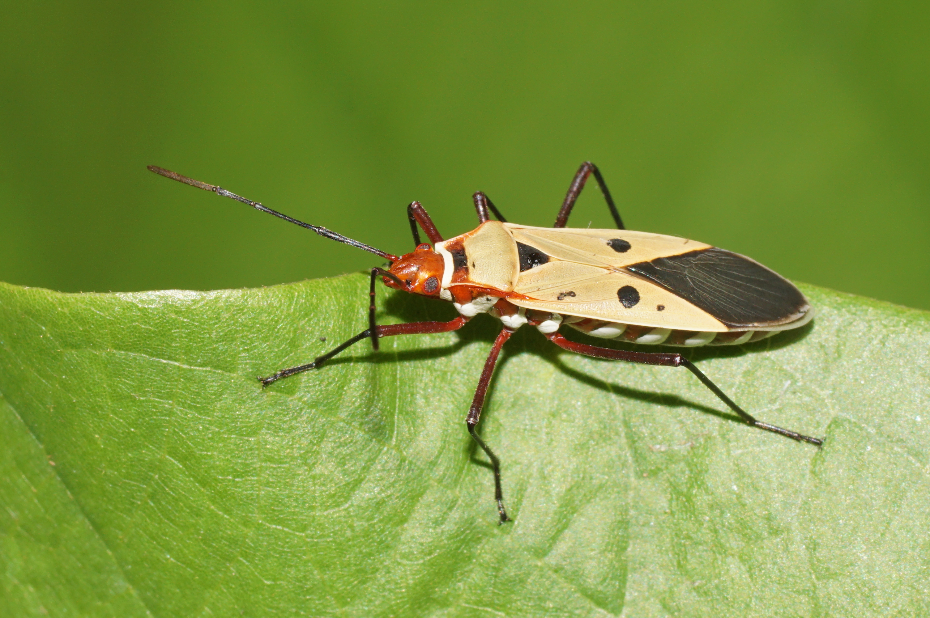 Pyrrhocoridae 5266