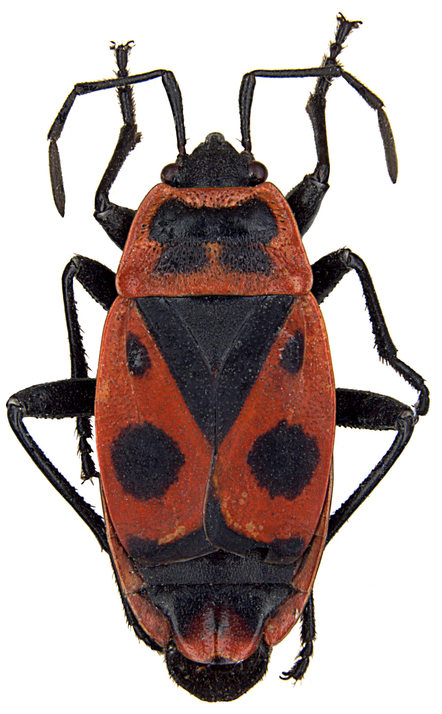Pyrrhocoris apterus ZSM